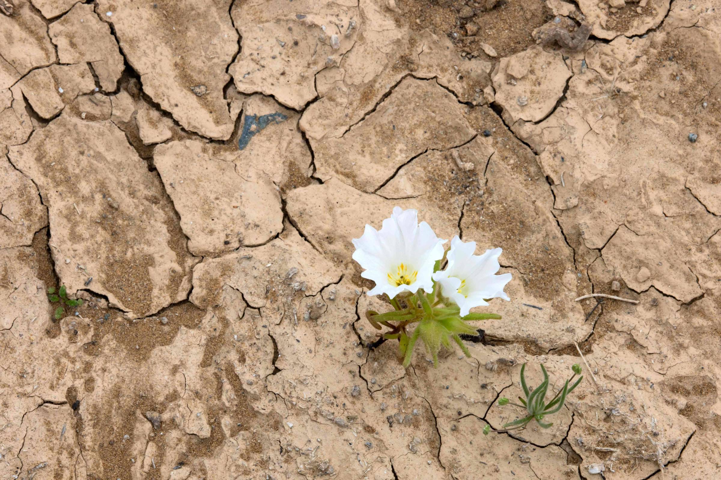 Deserto do Atacama, no Chile, fica repleto de flores após chuvas do El Niño