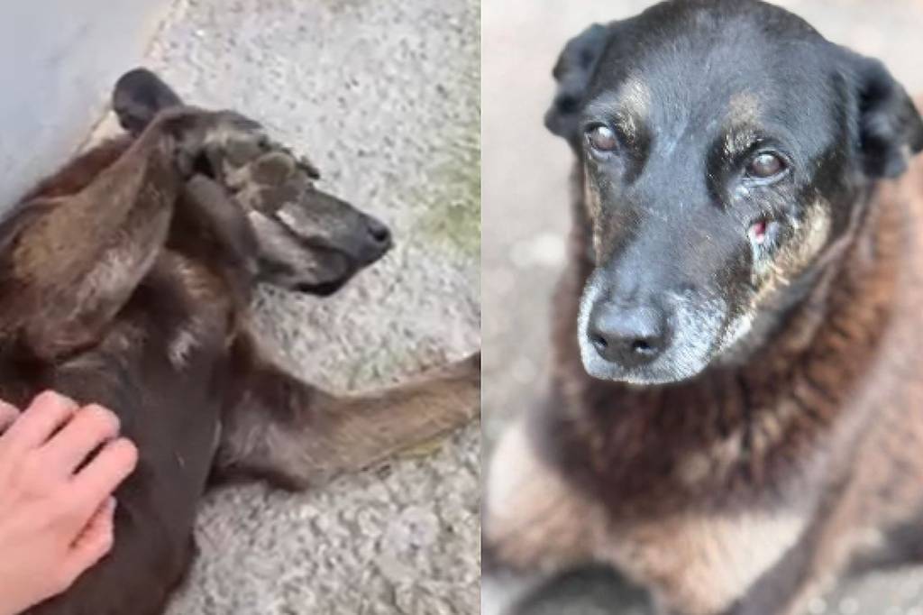 Criação de comissão para apurar caso Orelha ganha apoio nas redes após promotoria pedir buscas