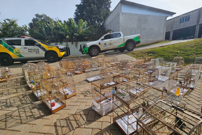 PMPR e IAT apreendem 95 aves e aplicam mais de R$ 400 mil em multas em Guarapuava