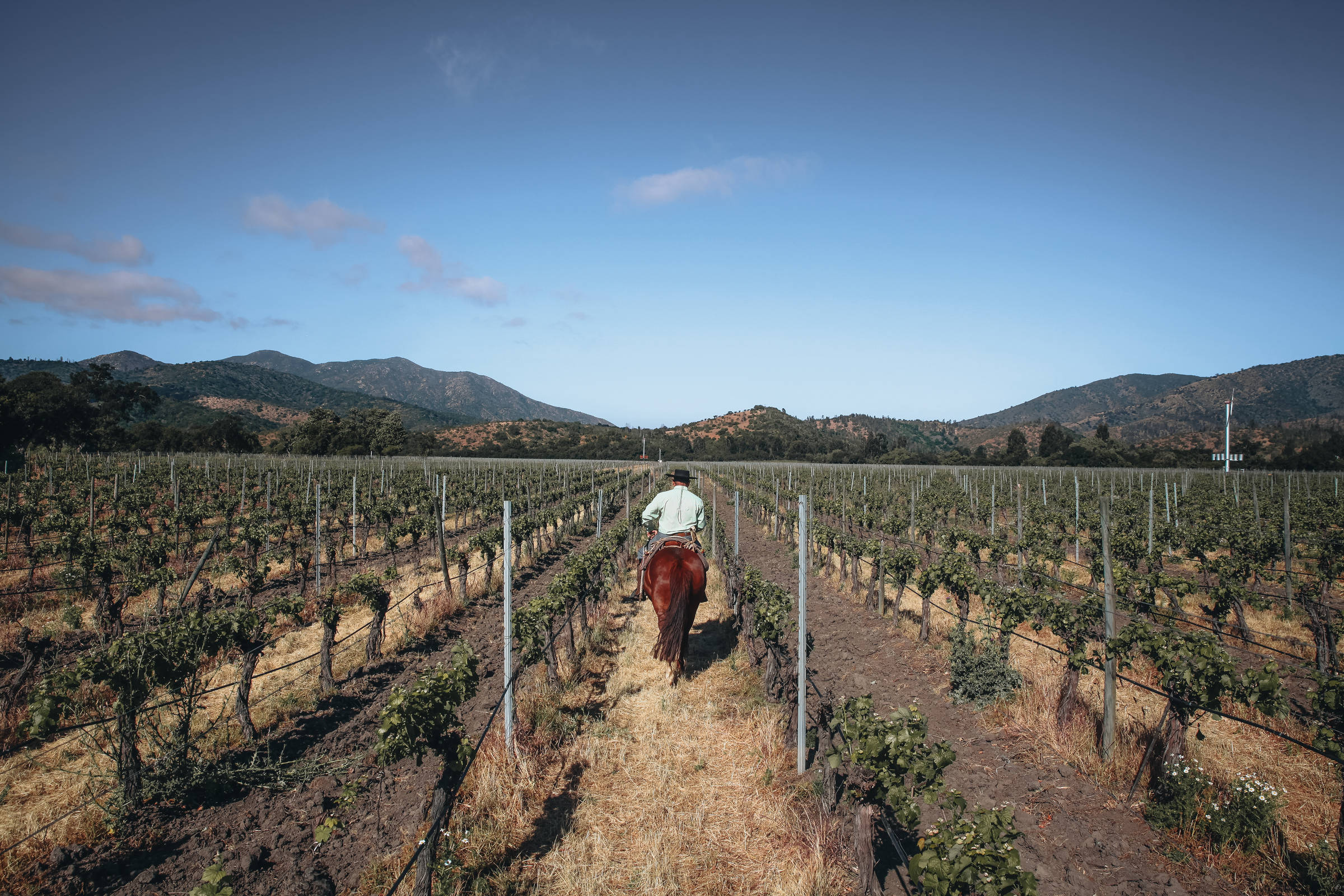 Vales na costa chilena atraem tanto fãs de vinho quanto amantes da natureza