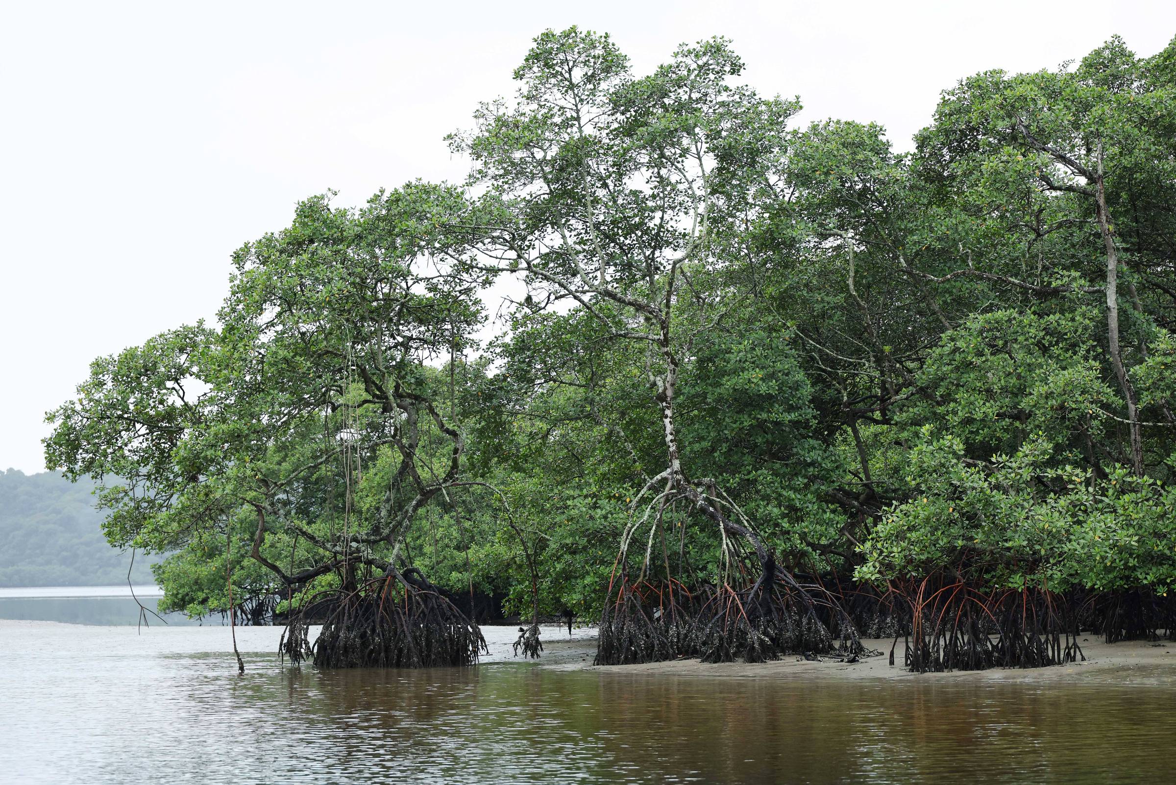 Projeto que protege Mata Atlântica ganha Oscar da ecologia brasileira